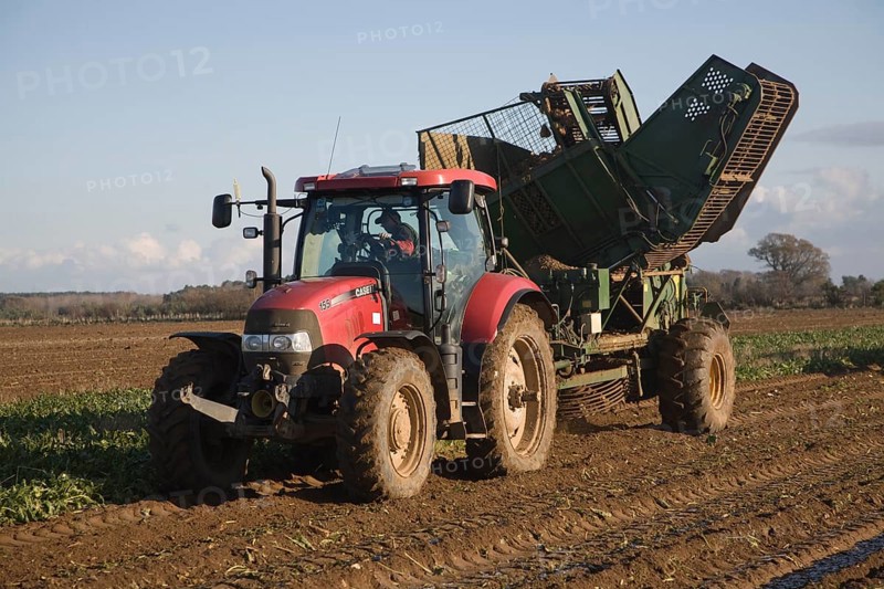 Thyregod sugar beet harvester drawn by tractor harvesting field, Shottisham, Suffolk, England, United Kingdom, Europe