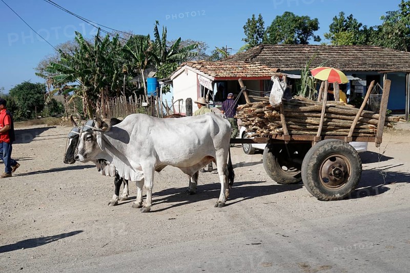 Farmer with ox cart, Vinales Valley, Pinar del Rio Province, Cuba, Central America