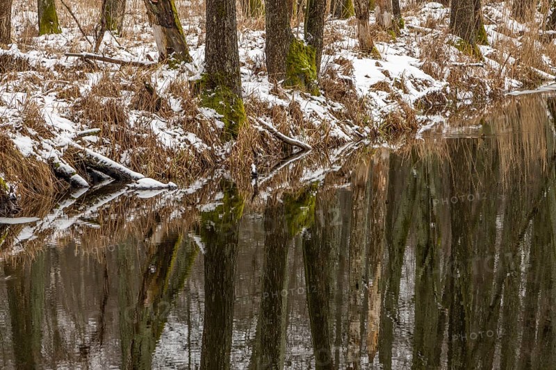 Sapina River and the riparian forest, the swamp, partially reflecting in the slowly flowing water, seen in mid-winter, during the early, January thaw, with some snow on the ground and barren trees, chiefly common alders around. Sapina Valley near the Stregielek village in the Pozezdrze Commune of the Masurian Lake District. Wegorzewo County, Warmian-Masurian Voivodeship, Poland, Europe