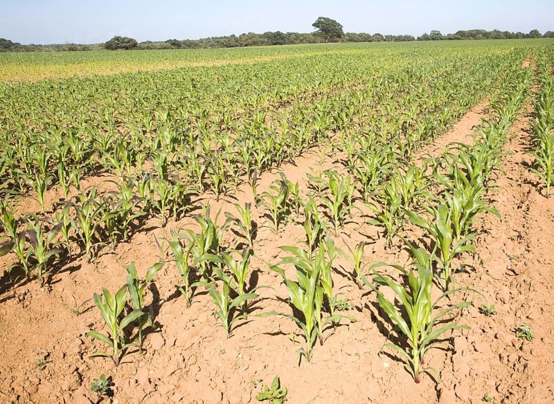 Young crop of sweetcorn growing in field, Shottisham, Suffolk, England, United Kingdom, Europe