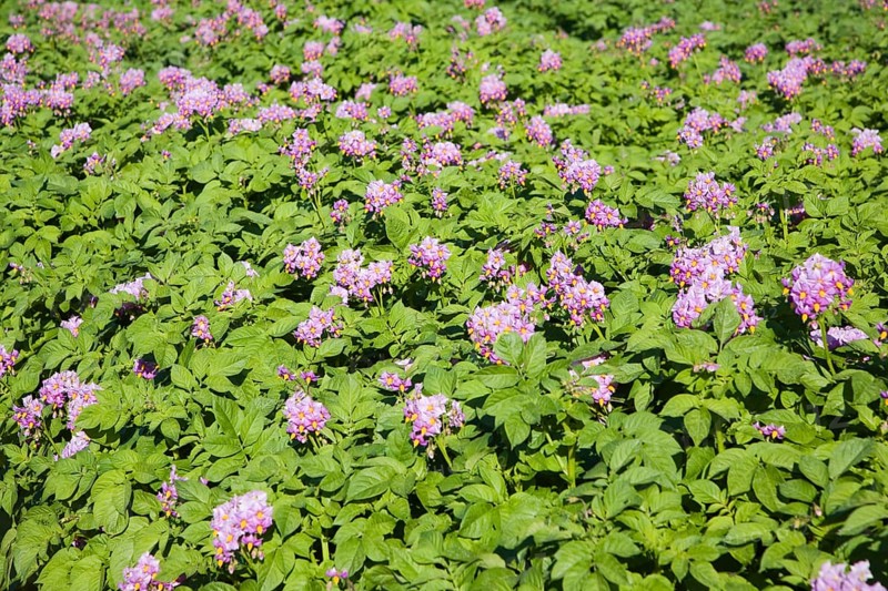 Purple flowers of potato crop growing in a field, Shottisham, Suffolk, England, United Kingdom, Europe