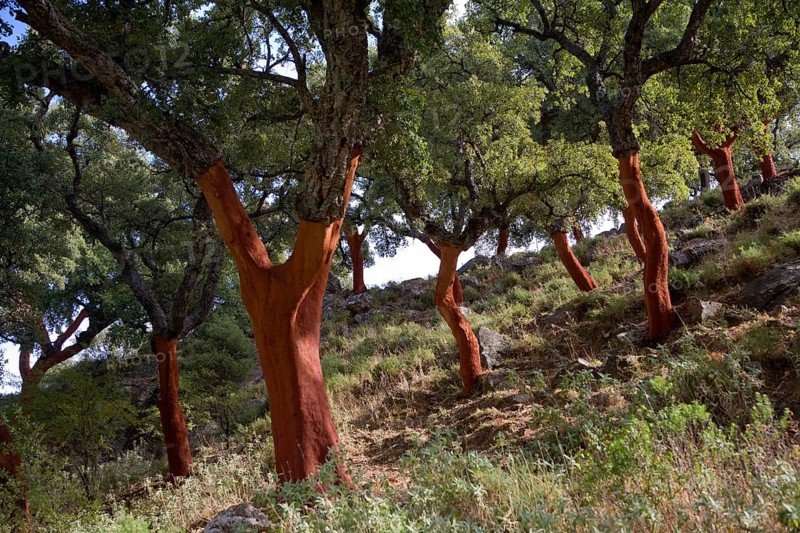 Red tree trunks freshly harvested bark Quercus suber, Cork oak, Sierra de Grazalema natural park, Cadiz province, Spain, Europe