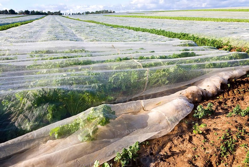 Protective fleece material covering a crop of turnips growing in a farm field, Hollesley, Suffolk, England, United Kingdom, Europe
