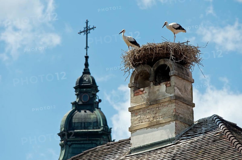 Two young white storks (Ciconia ciconia) at the nest on a chimney in front of the tower of the Protestant parish church, Rust, Burgenland, Austria, Europe