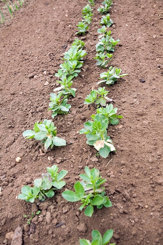 Rows of broad bean seedlings growing in soil
