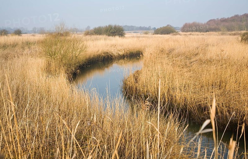 Reedbeds and floodplain of River Alde at Snape, Suffolk, England, United Kingdom, Europe