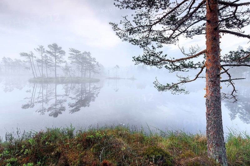 Small island with Scots pine trees in morning mist reflected in pond at Knuthoejdsmossen, nature reserve near Haellefors in Vaestmanland, Sweden, Europe