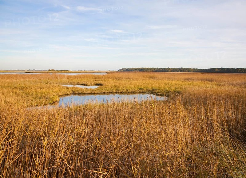 Walberswick National Nature reserve wetland environment marshes Blythburgh, Suffolk, England, United Kingdom, Europe