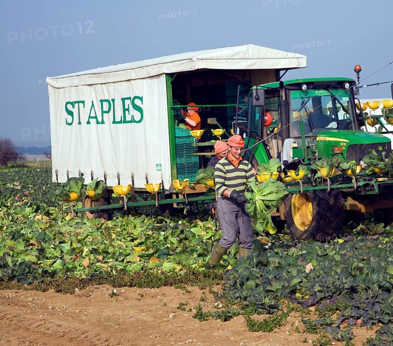 A team of field workers for Staples company harvesting vegetables at Iken, Suffolk, England, United Kingdom, Europe