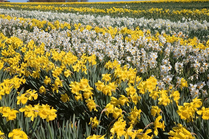 Field of cultivated daffodils, near Happisburgh, Norfolk, Engaldn