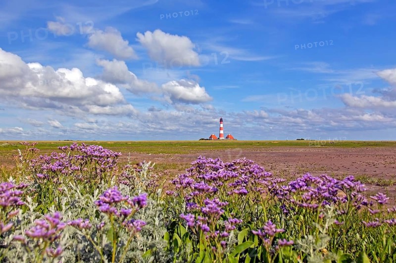 Sea-lavender in flower and lighthouse Westerheversand at Westerhever, Peninsula of Eiderstedt, Wadden Sea National Park, North Frisia, Germany, Europe