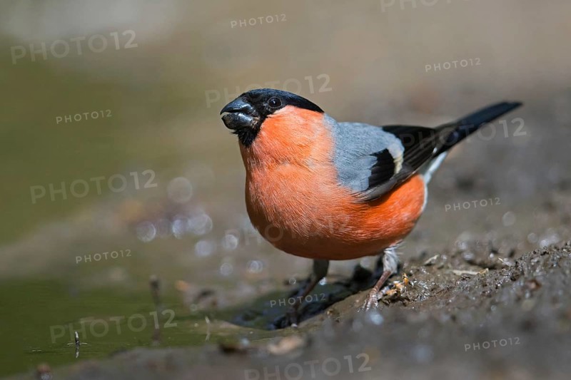 Eurasian bullfinch, common bullfinch (Pyrrhula pyrrhula) male drinking water from pond, rivulet
