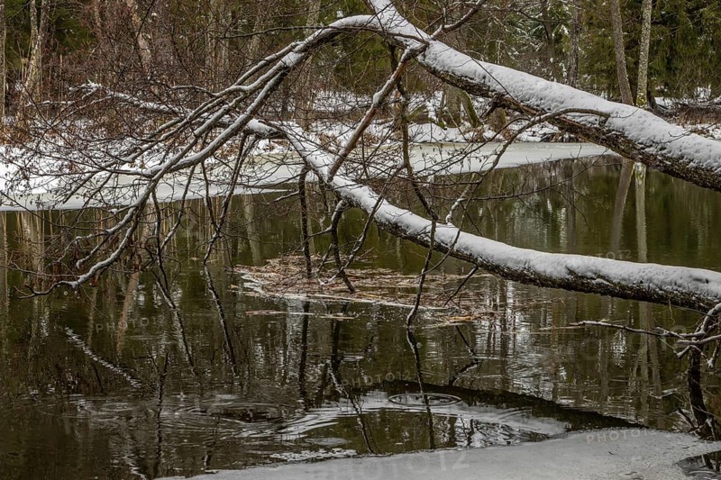 Sapina River and the riparian forest, the swamp, partially reflecting in the slowly flowing water, seen in mid-winter, during the early, January thaw, with some snow on the ground and barren trees, chiefly common alders around. Sapina Valley near the Stregielek village in the Pozezdrze Commune of the Masurian Lake District. Wegorzewo County, Warmian-Masurian Voivodeship, Poland, Europe