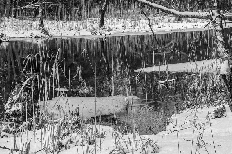 Sapina River and the riparian forest, the swamp, partially reflecting in the slowly flowing water, seen in mid-winter, during the early, January thaw, with some snow on the ground and barren trees, chiefly common alders around. Monochrome, greyscale photograph. Sapina Valley near the Stregielek village in the Pozezdrze Commune of the Masurian Lake District. Wegorzewo County, Warmian-Masurian Voivodeship, Poland, Europe