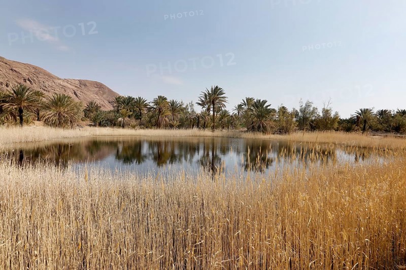 An oasis in the middle of Iran's central desert, Gameh, 12.03.2019