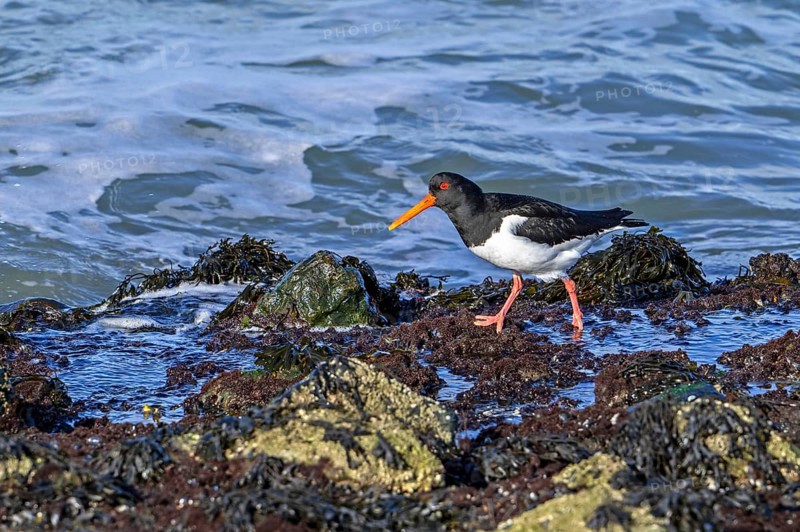 Common pied oystercatcher, Eurasian oystercatcher (Haematopus ostralegus) foraging among rocks on rocky shore along the North Sea coast in winter