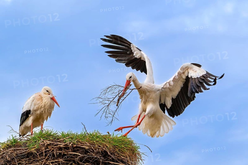 White stork (Ciconia ciconia) female rests while nest building and male landing with big branch in beak for reinforcing old nest from previous spring