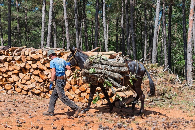 A labourer leads a loaded mule next to a pile of wood in the forest, near Soufli, Eastern Macedonia and Thrace, Greece, Europe
