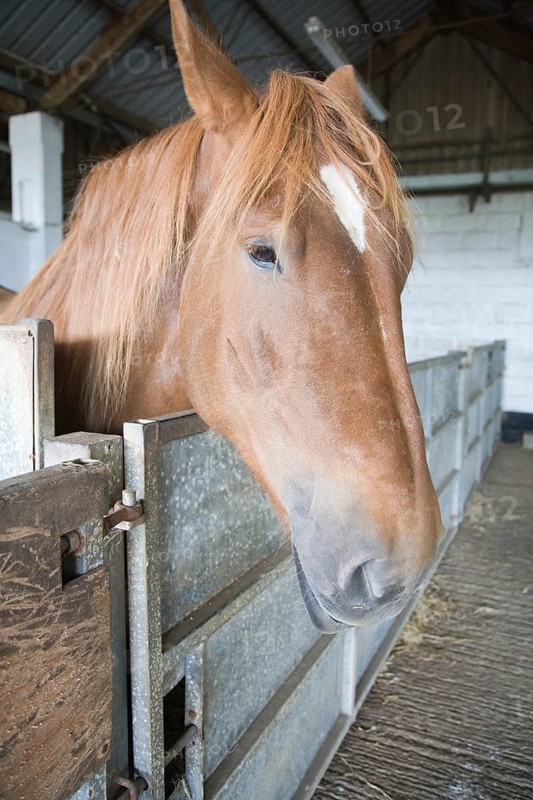 Mare standing in stables at Horse stud, stables and tourist attraction at The Suffolk Punch Trust, Hollesley, Suffolk, England, United Kingdom, Europe