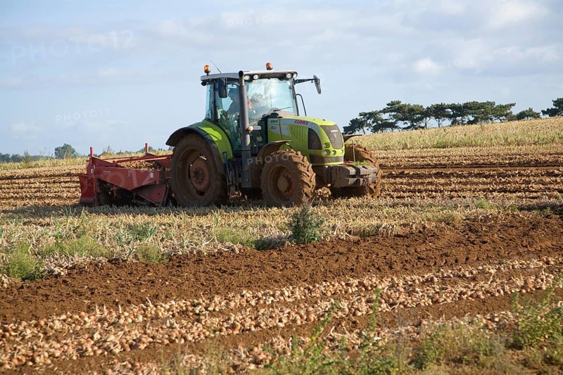 Tractor harvesting onion crop, Alderton, Suffolk, England, United Kingdom, Europe