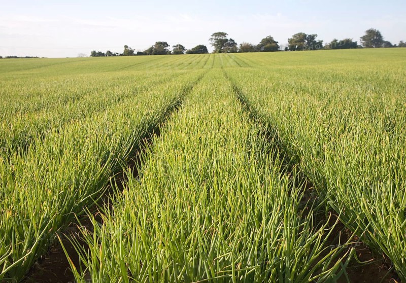 Rows of onion growing in farm field, Alderton, Suffolk, England, UK