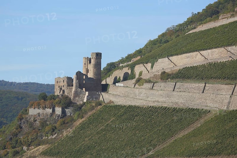 Ehrenfels Castle in vineyards, wine-growing region, Ruedesheim, Rheingau, Taunus, Hesse, UNESCO, Upper Middle Rhine Valley, Middle Rhine Valley, Germany, Europe