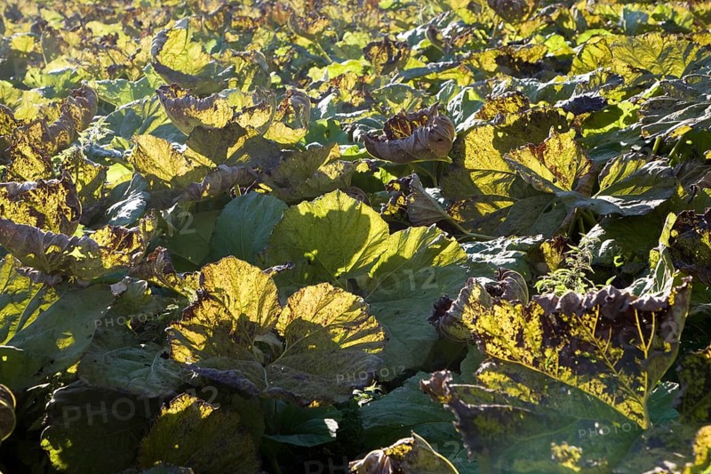 Giant Rhubarb, Gunnera tinctoria, Gunneraceae plants backlight by sun in field, Suffolk, UK