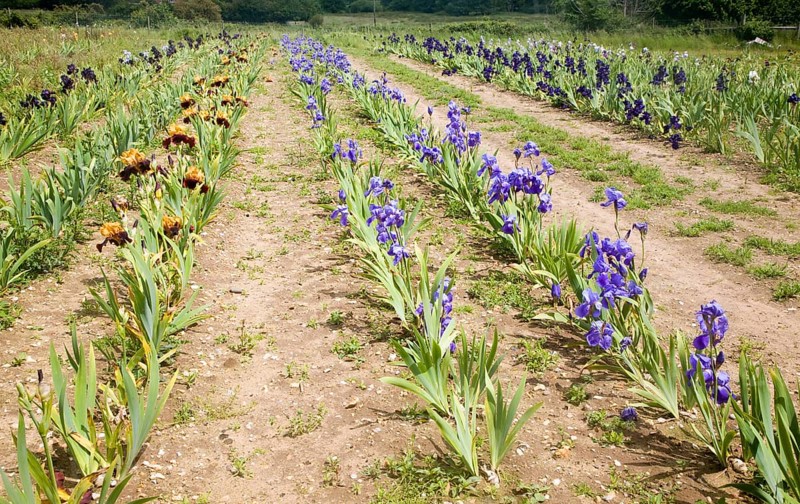 Woottens plant nursery field of bearded iris, Wenhaston, Suffolk, England, United Kingdom, Europe