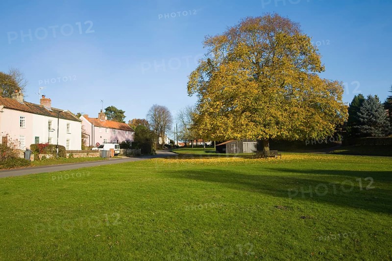Large lime tree in autumn leaf on the village green in Westleton, Suffolk, England, United Kingdom, Europe