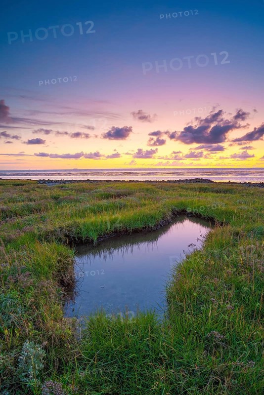 Small pond in the polder area on the North Sea, portrait format, evening light, sunset, Dorum, Landwursten, North Sea coast, Lower Saxony, Germany, Europe