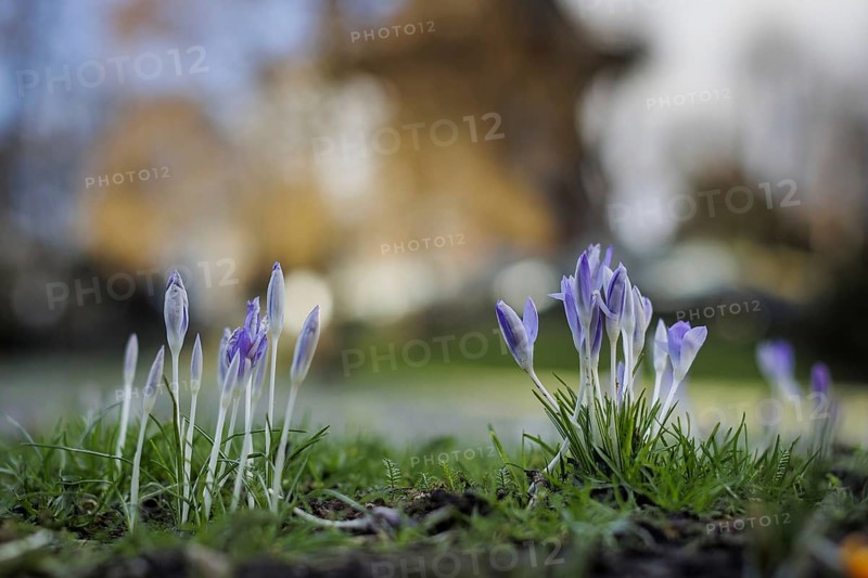 The first crocuses bloom in front of Beck's Muehle (Muehle am Wall) in Bremen Bremen, 17.02.2024