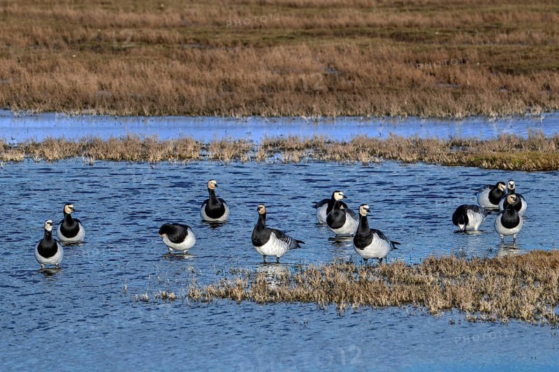 Flock of barnacle geese (Branta leucopsis) resting in wetland in winter, Schouwen-Duiveland, Zeeland, Netherlands
