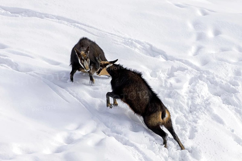 Two chamois (Rupicapra rupicapra) males fighting in the snow in winter during the rut in the European Alps