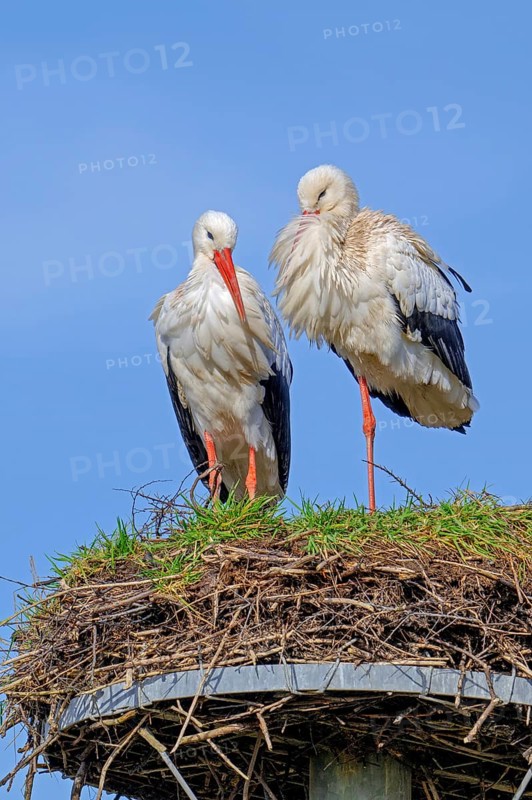 White stork (Ciconia ciconia) pair, male and female on old nest from previous spring made on artificial nesting platform