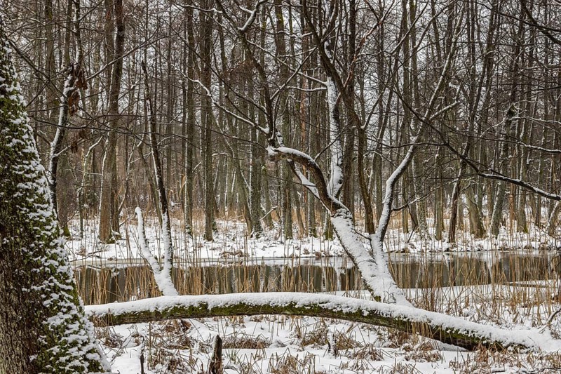 Sapina River and the riparian forest, the swamp, partially reflecting in the slowly flowing water, seen in mid-winter, during the early, January thaw, with some snow on the ground and barren trees, chiefly common alders around. Sapina Valley near the Stregielek village in the Pozezdrze Commune of the Masurian Lake District. Wegorzewo County, Warmian-Masurian Voivodeship, Poland, Europe
