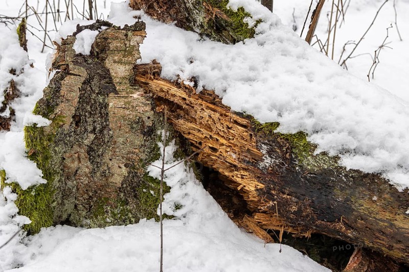 Decaying wood log and a piece of a silver birch bark, partially overgrown with moss and lichen, seen in the snow. Photographed in winter, on the bank of the Sapina River near Stregielek village in the Pozezdrze Commune of the Masurian Lake District. Wegorzewo County, Warmian-Masurian Voivodeship, Poland, Europe