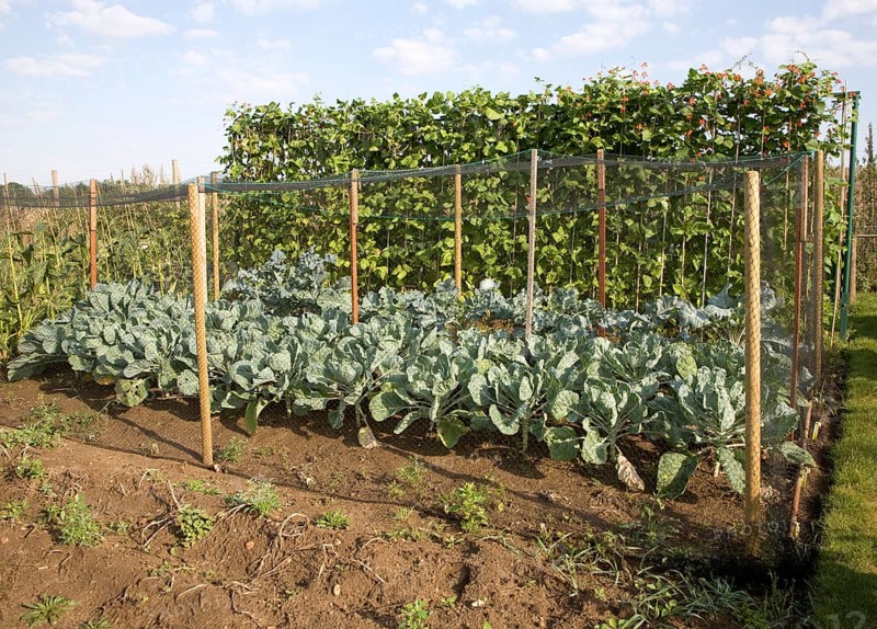 Runner bean and cabbage plants growing in an allotment garden, Shottisham, Suffolk, England, United Kingdom, Europe