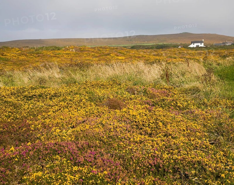 Yellow flowering common gorse and heather on St Agnes Head, Cornwall, England, United Kingdom, Europe
