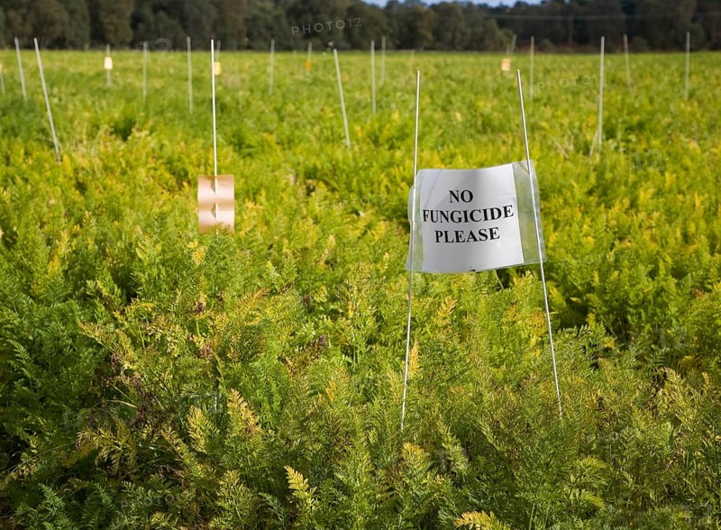 No Fungicide Please sign on carrot crop on a field where crop trials are taking place, Sutton, Suffolk, England, United Kingdom, Europe