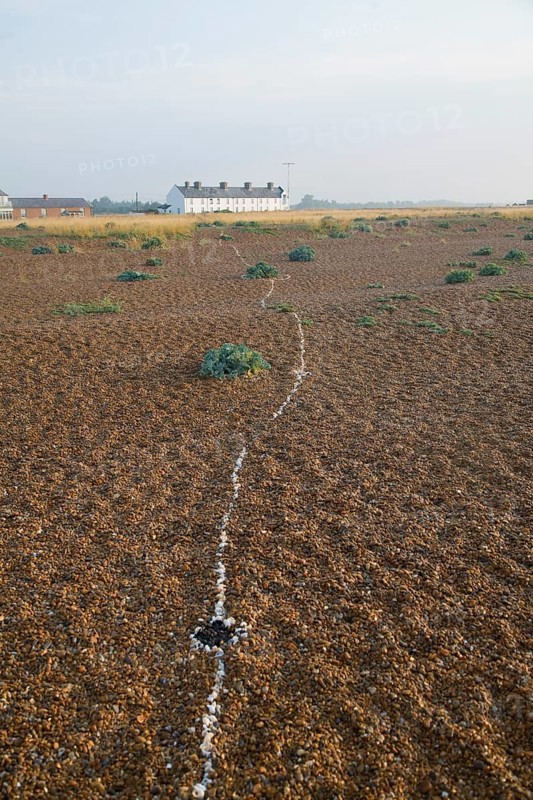 Row of white houses, Coastguard Cottages, at Shingle Street, Suffolk, England, United Kingdom, Europe