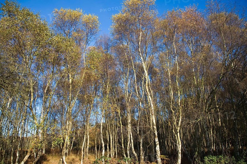 Betula pendula silver birch trees autumn Suffolk Sandlings heathland, Dunwich forest, Suffolk, England, United Kingdom, Europe