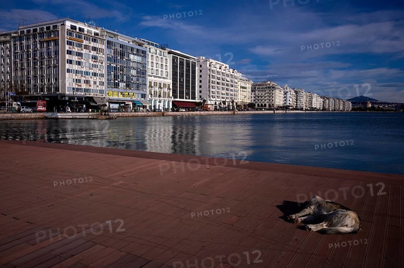 Old harbour, view of promenade, skyline of Thessaloniki, stray dog lying on promenade, Macedonia, Greece, Europe