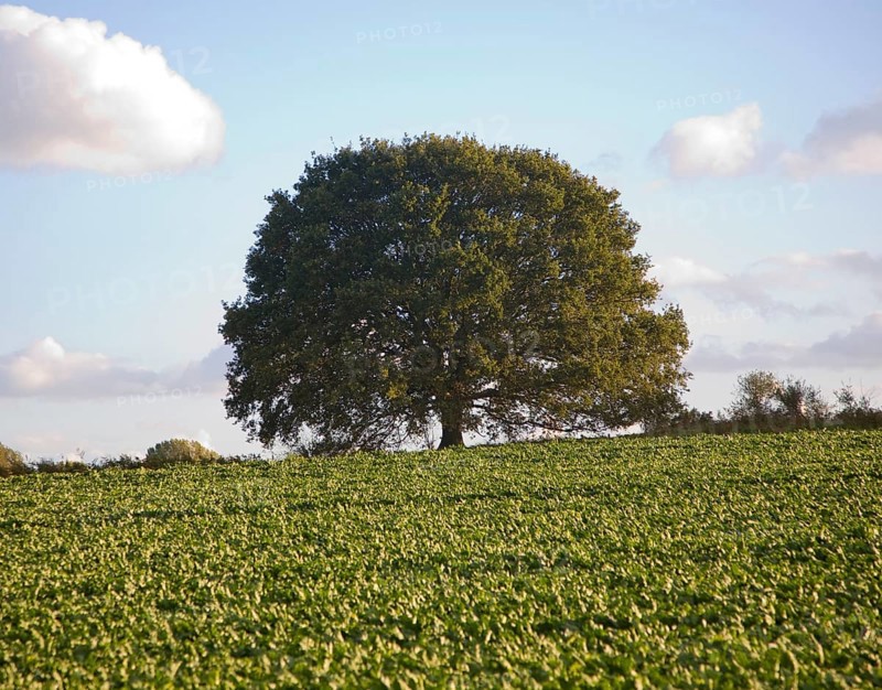 Round small oak tree with green leaves in summer standing alone in field Sutton, Suffolk, England, United Kingdom, Europe