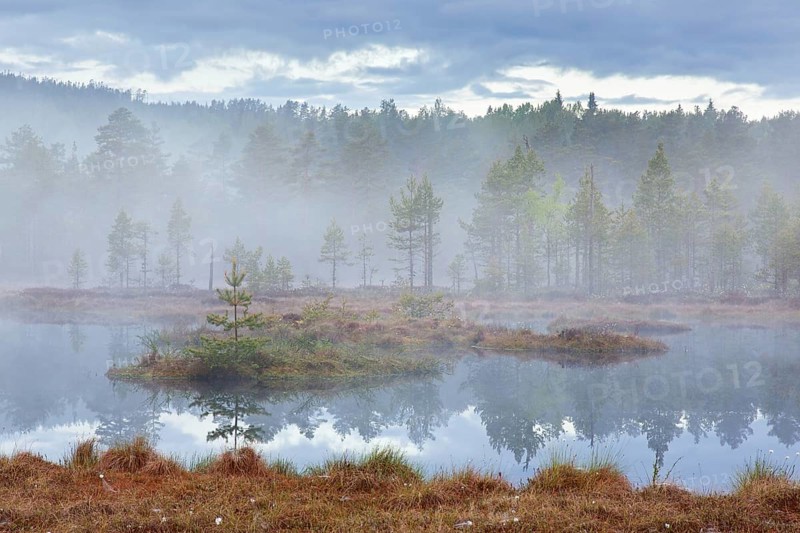 Pond in bog with Scots pine trees in morning mist at Knuthoejdsmossen, nature reserve near Haellefors, Oerebro laen, Vaestmanland, Sweden, Europe