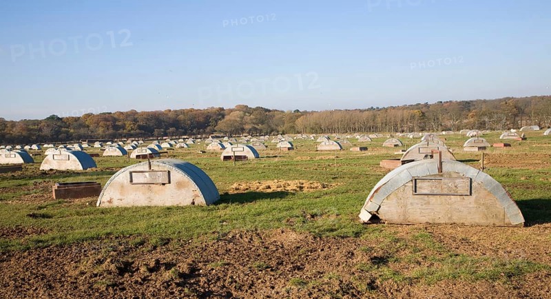 Field with free range open air pig farming with metal sties, Benacre, Suffolk, England, United Kingdom, Europe