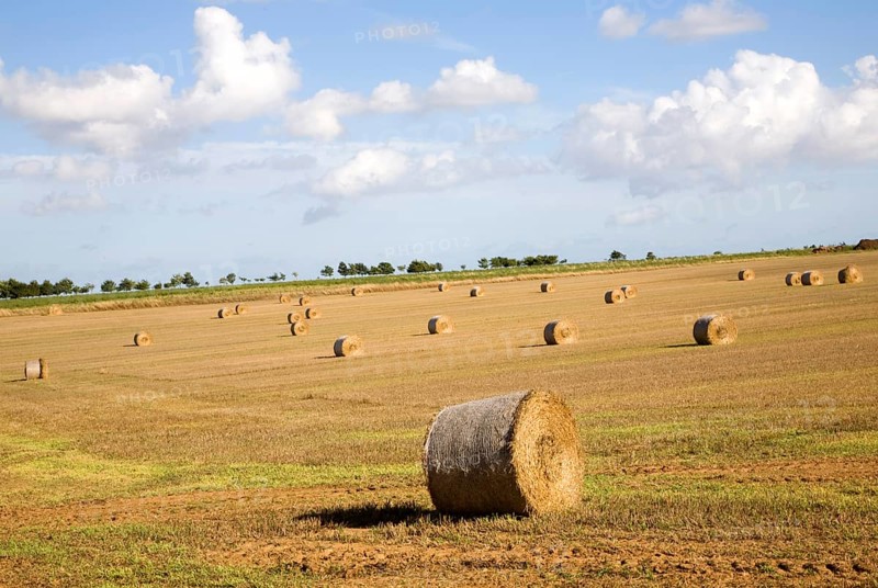 Round golden coloured straw bales in a field of stubble, Boyton, Suffolk, England, United Kingdom, Europe
