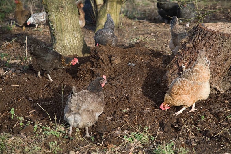 Free range hens pecking soil for food