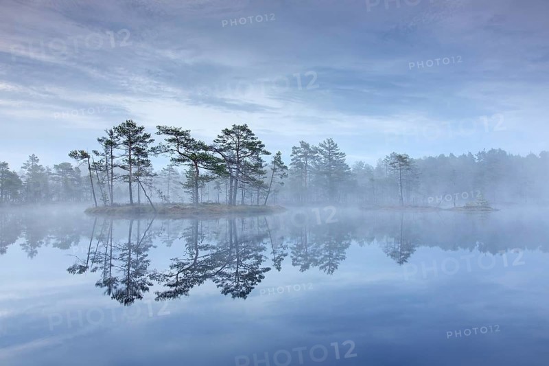 Bog with Scots pine trees in morning mist reflected in pond at Knuthoejdsmossen, nature reserve near Haellefors in Vaestmanland, Sweden, Europe