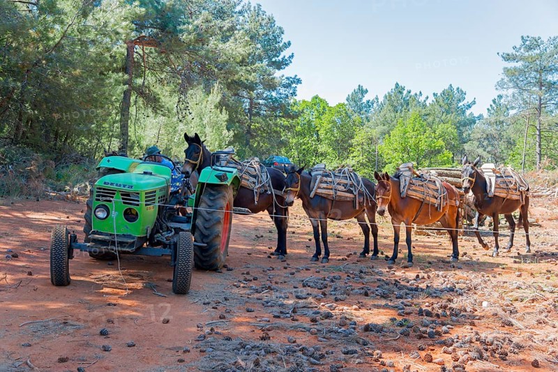 A green tractor stands in front of a row of mules ready to transport timber, near Soufli, Eastern Macedonia and Thrace, Greece, Europe