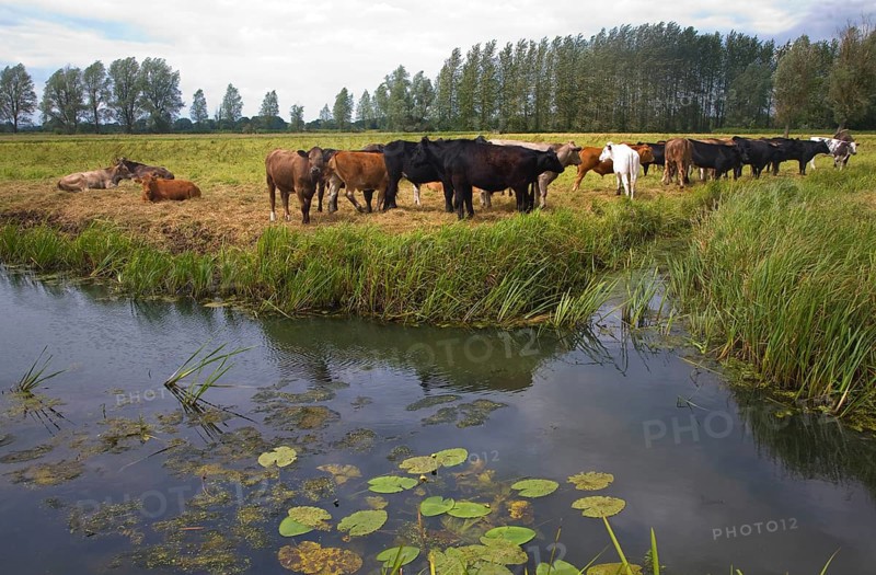 Young cattle graze on Geldeston marshes, Suffolk, England, United Kingdom, Europe